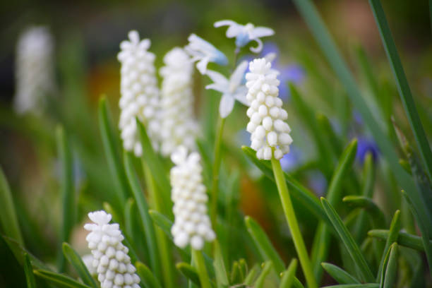 istock White Muscari flowers 844649874