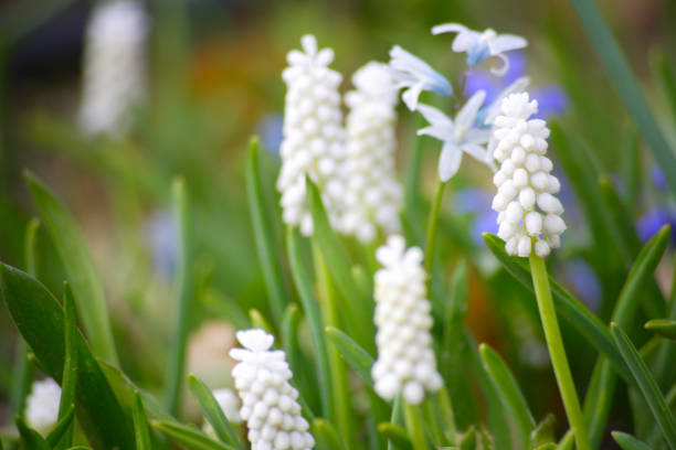 istock White Muscari flowers 844649888
