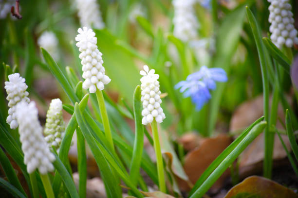 istock White Muscari flowers 844649898