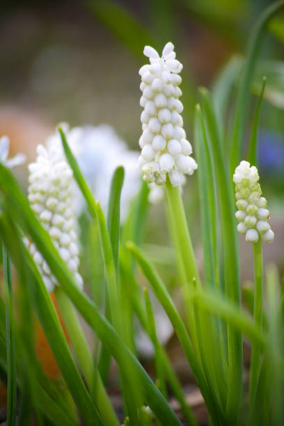 istock White Muscari flowers 844649954