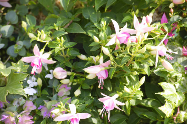 istock Fuchsia fairy flower 844649988