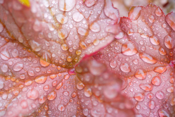 istock After the rain Hucker 844652360