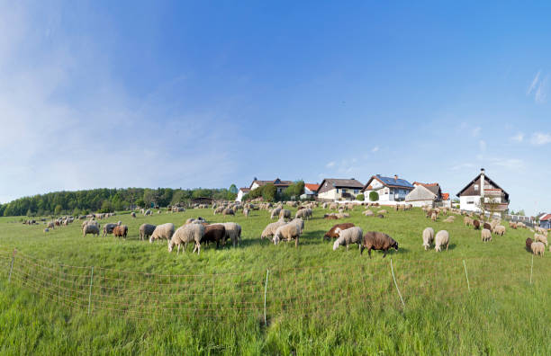 Herd of sheep in park in Weimar, Germany