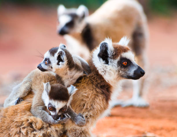Female ringtailed lemur, Lemur catta, carrying twin babies in Berenty reserve Madagascar stock photo