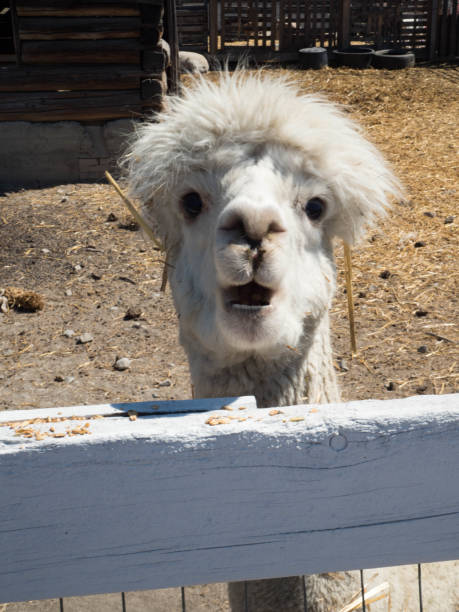 Low angle view of an alpaca’s head on a summer afternoon