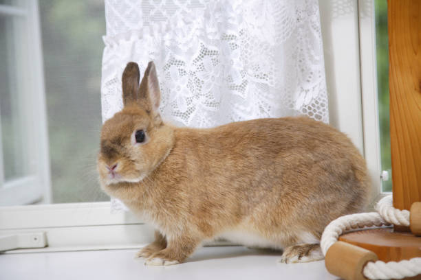 istock Play living room white curtains swaying in rabbits 844655410