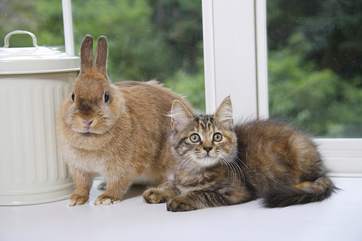 With calm kitten and rabbits