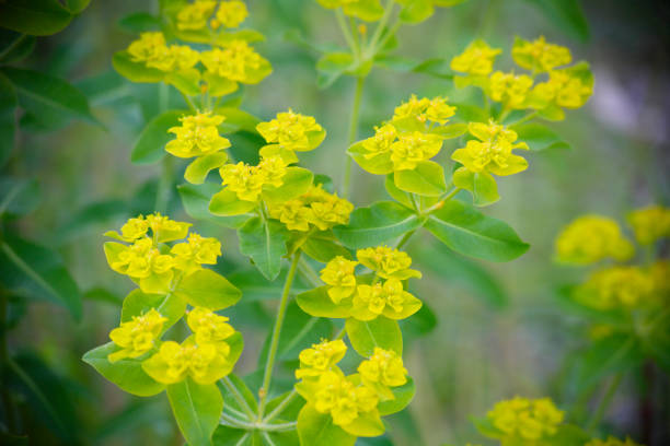 istock Euphorbia trees in full bloom 844656046