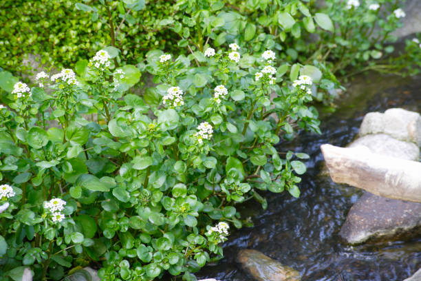 Watercress in water garden Watercress in water garden watercress stock pictures, royalty-free photos & images