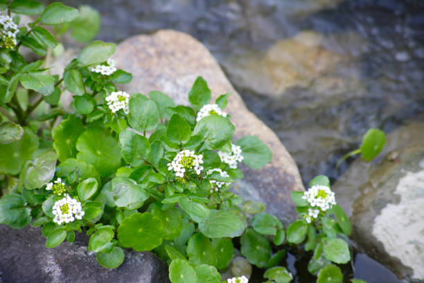 istock Watercress in water garden 844656154
