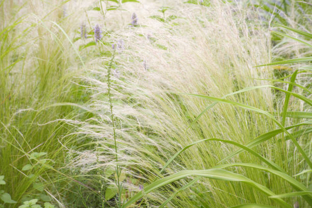 istock Feather grass sparkles in the early summer 844656948