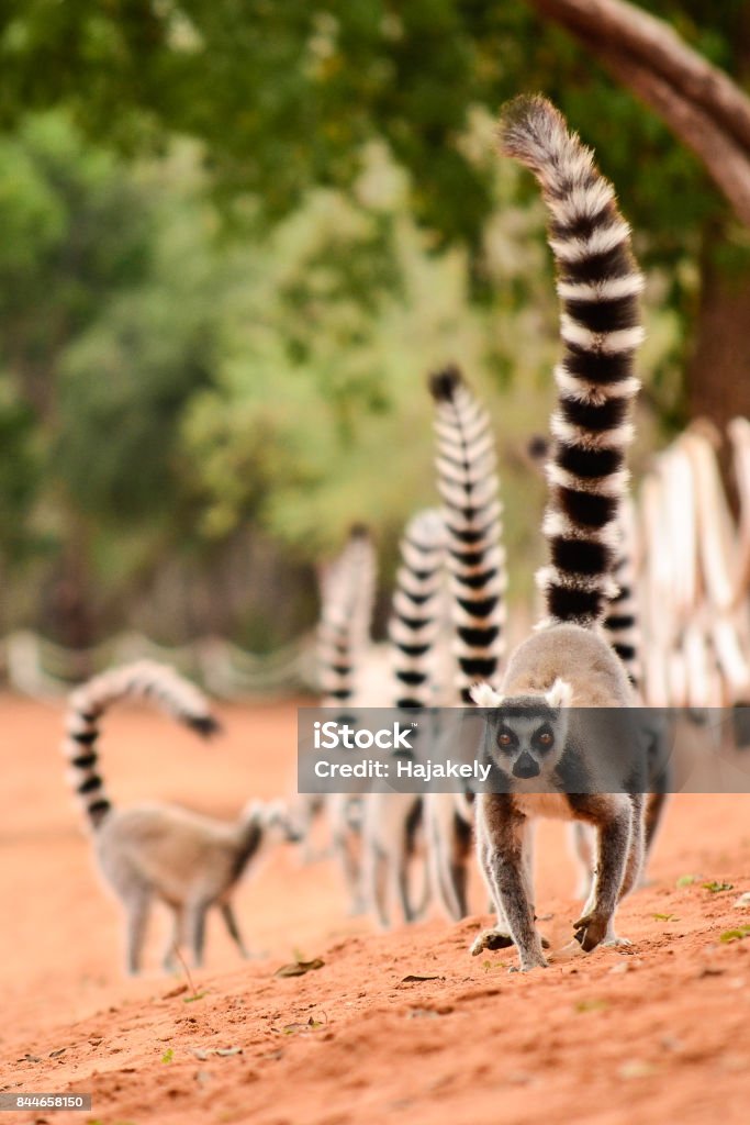 Family of ringtailed lemur, Lemur catta, walking on the ground with their tails up in Berenty reserve Madagascar Madagascar Stock Photo