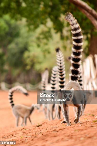 Family Of Ringtailed Lemur Lemur Catta Walking On The Ground With Their Tails Up In Berenty Reserve Madagascar Stock Photo - Download Image Now