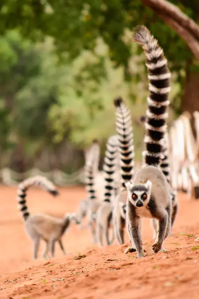 Family of ringtailed lemur, Lemur catta, walking on the ground with their tails up in Berenty reserve Madagascar