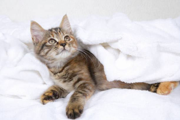 istock Kitten on a white towel wrapped in a handkerchief 844659340