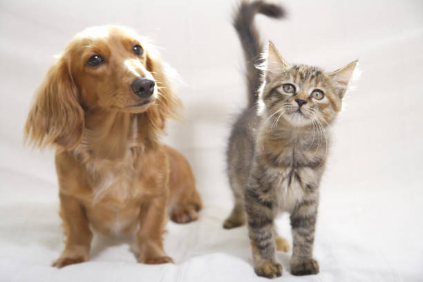 buoni amici sul divano di anatre e gattini - dachshund foto e immagini stock