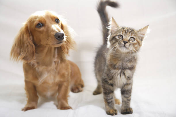 ソファーの上の仲良しダックスと子猫 - miniature dachshund ストックフォトと画像