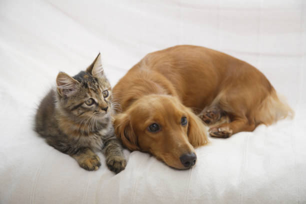 buoni amici sul divano di anatre e gattini - dachshund foto e immagini stock