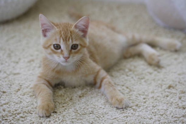 istock Kitty to relax in the living room 844661602