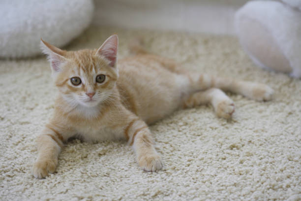 istock Kitty to relax in the living room 844661614