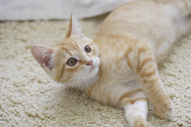 istock Kitty to relax in the living room 844661782