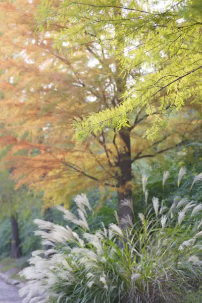 Metasequoia and Japanese pampas grass