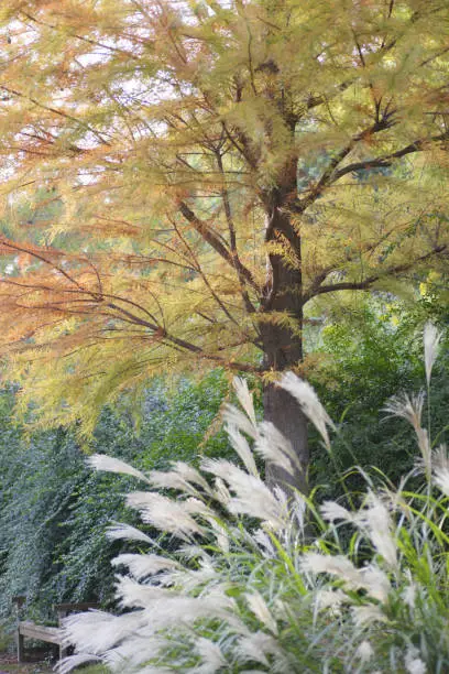 Metasequoia and Japanese pampas grass