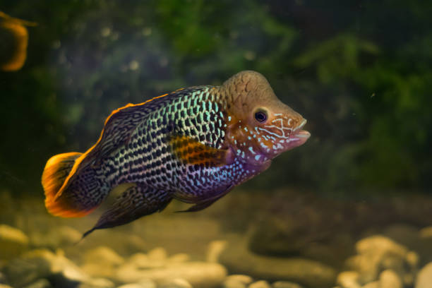 istock Large fish floating in the aquarium view of Akar 844662400