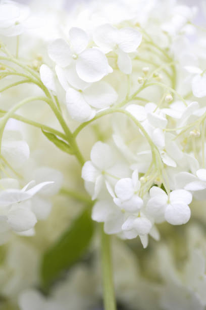 fiori bianchi da vicino annabelle - annabelle foto e immagini stock