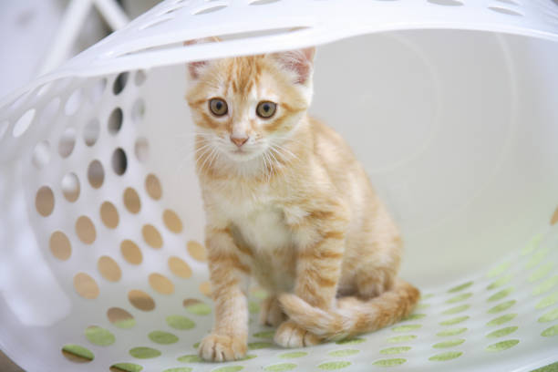 istock Kittens sitting in the laundry basket 844662862