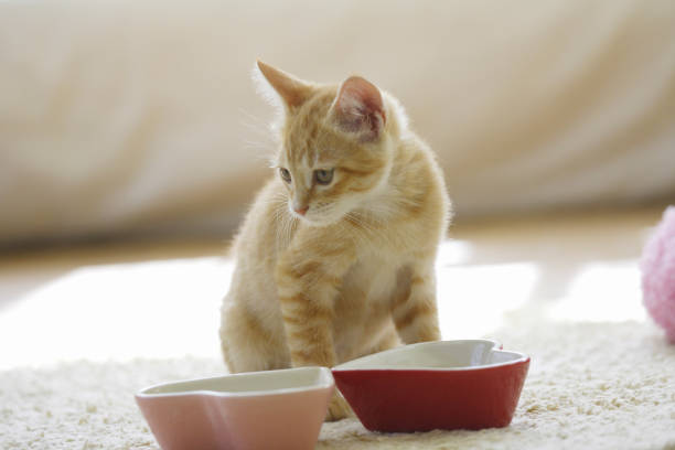 istock Kitten during a dinner in the living room 844662942