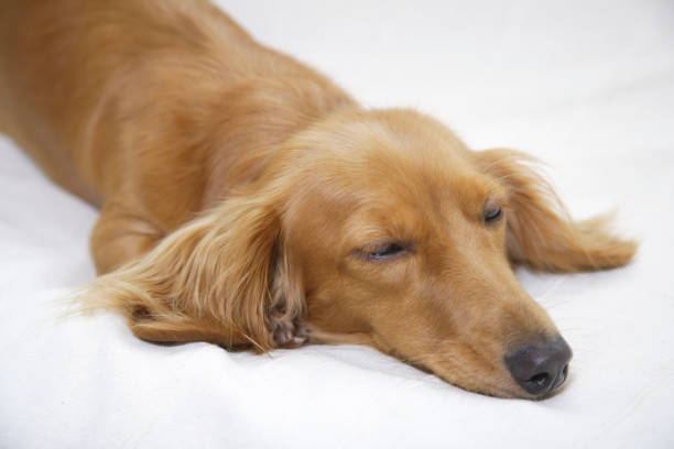 istock Miniature Dachshund to NAP on the bed 844663080