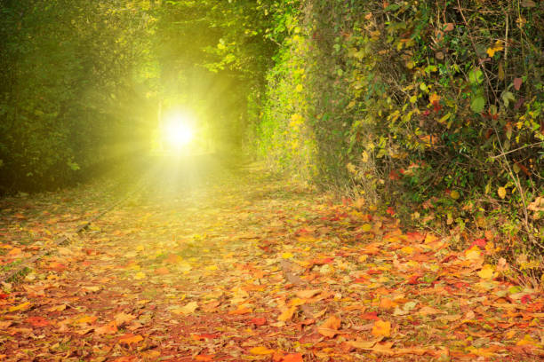 istock Sunlight in the autumn park 844663398
