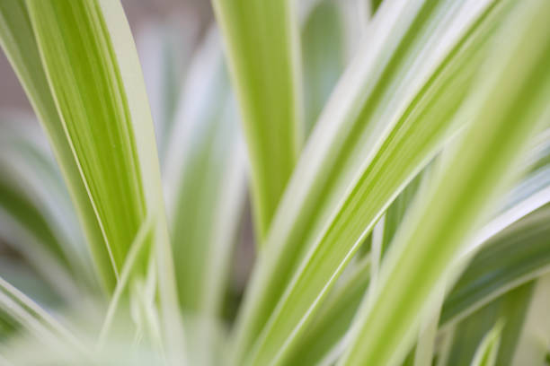 istock Spider plant indoor plants 844663418
