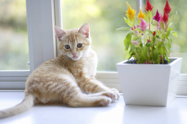 istock Celosia window decorated with flowers and kittens 844663436