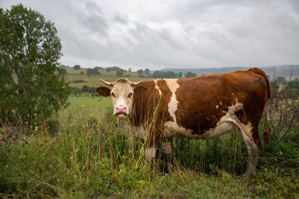 istock Cow standing and eating grass 844663464
