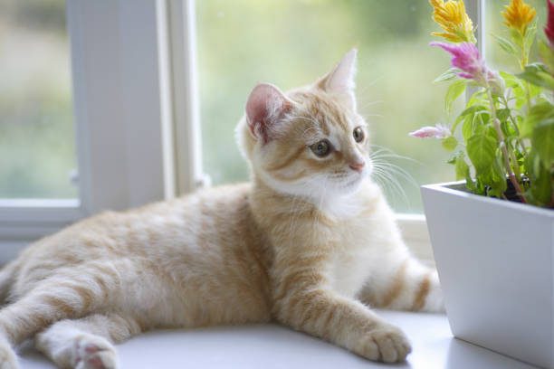 istock Celosia window decorated with flowers and kittens 844663482