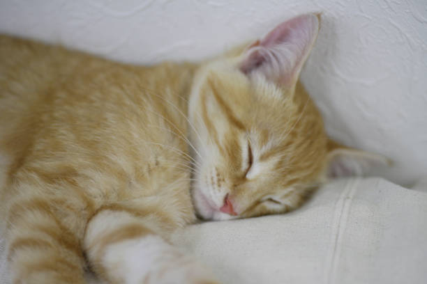 istock An afternoon nap on the couch kittens 844663496