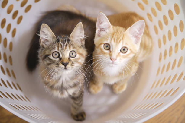 istock Two kittens in the laundry basket 844663678