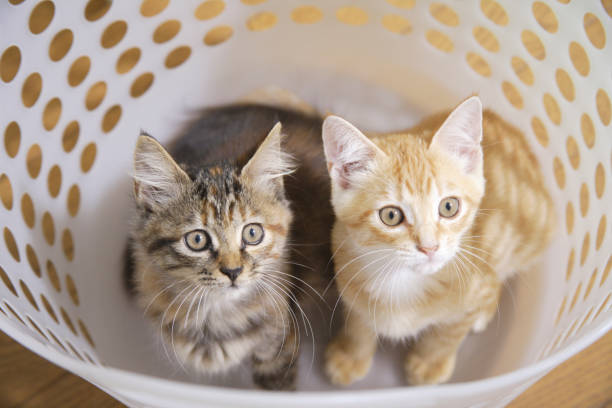 istock Two kittens in the laundry basket 844663692