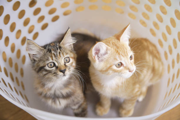 istock Two kittens in the laundry basket 844663704