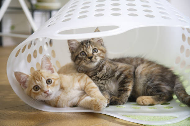 istock Two kittens in the laundry basket 844663764