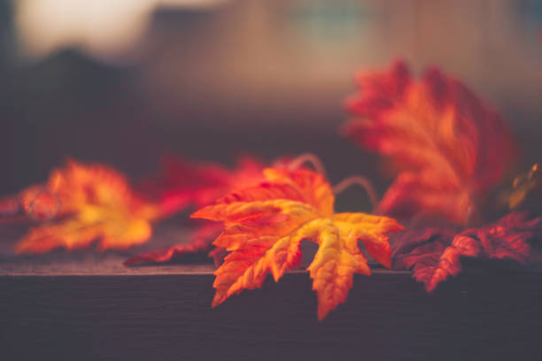 istock Fall background with red maple leaves and wood 844663848