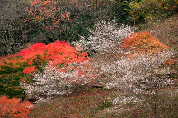 istock Seasonal cherry blossoms and autumn leaves 844666504