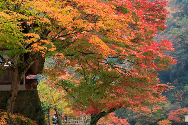 istock Komakado kazaana cave leaves 844666718