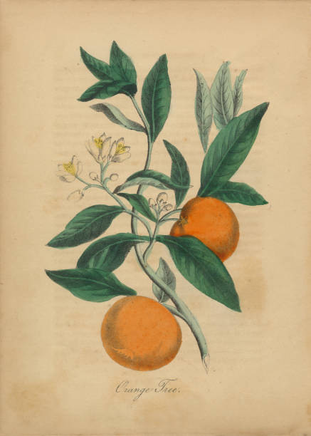pomarańczowe drzewo wiktoriańskiej ilustracji botanicznej - egzotyczne drzewo obrazy stock illustrations