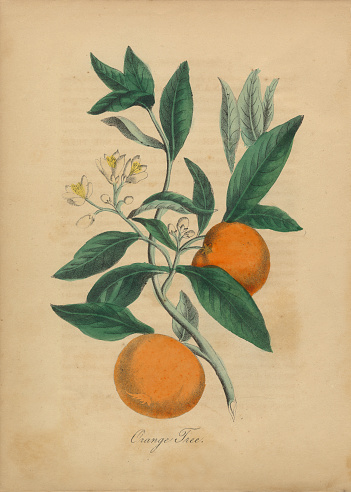 Extremely Rare, Beautifully Illustrated Antique Victorian Engraved Botanical Illustration of the Hand Colored Chinese Orange Tree from The American Flora, History of Plants and Wild Flowers: Their Scientific and General Descriptions, Natural History, Chemical and Medical Properties, Mode of Culture and Propagation. A Book of Reference for Botanists, Physicians, Florists, Gardeners and Students. Published in 1853. Copyright has expired on this artwork. Digitally restored.