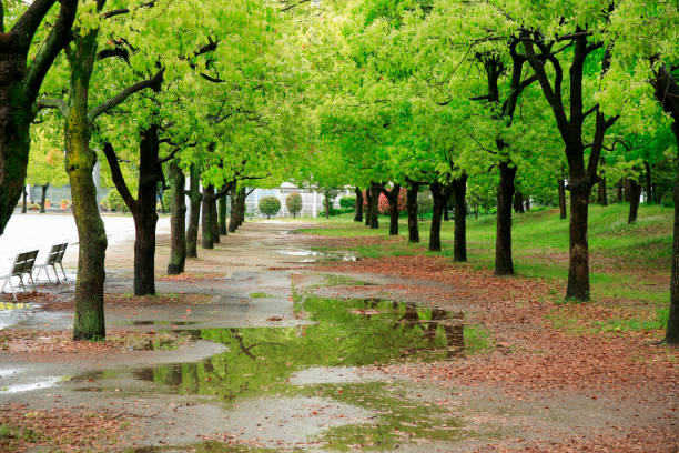 istock Tree-lined streets of cinnamomum camphora 844666824