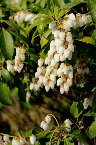 istock Pieris japonica flowers 844666828
