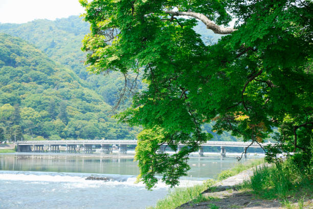 Fresh green leaves at Arashiyama